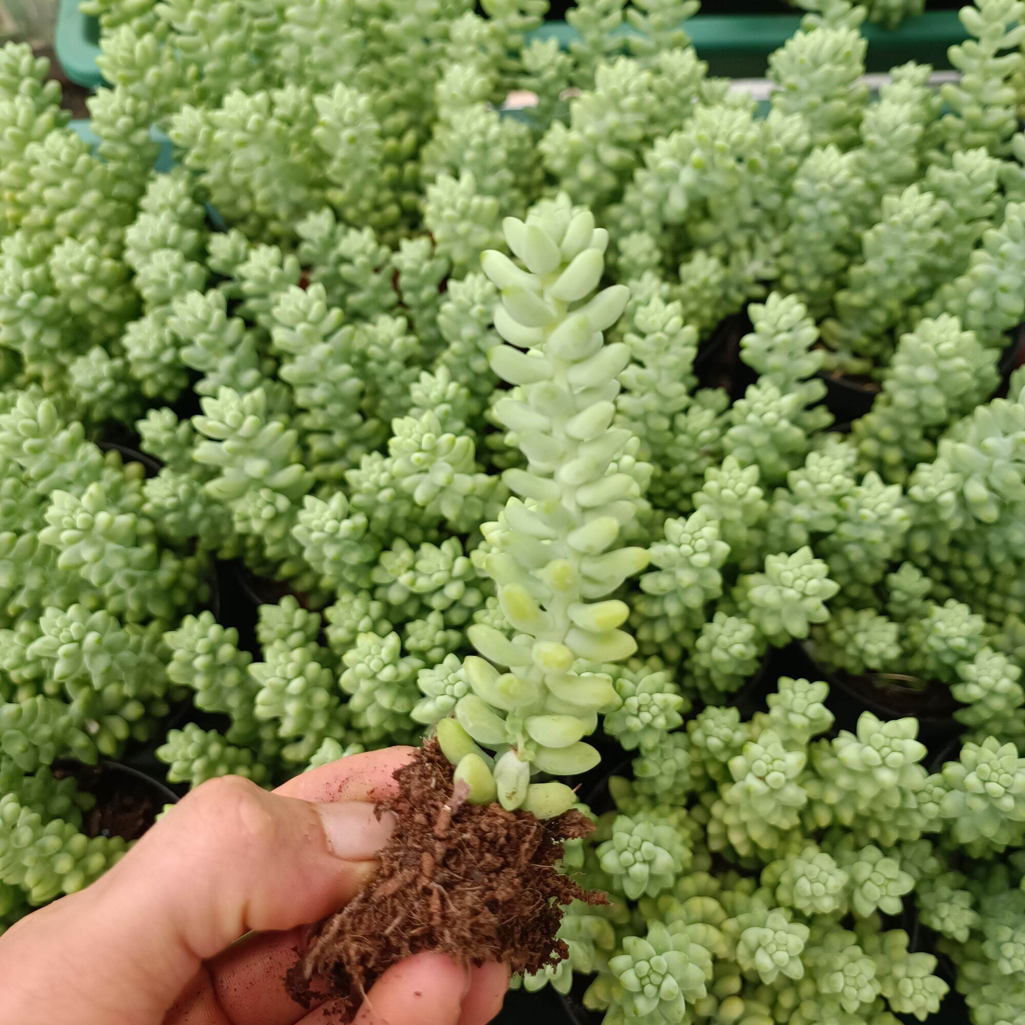 Sale Sen Đá Chuỗi Ngọc 1 Cây.