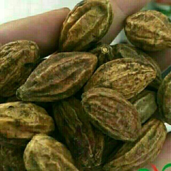 500g kha tử