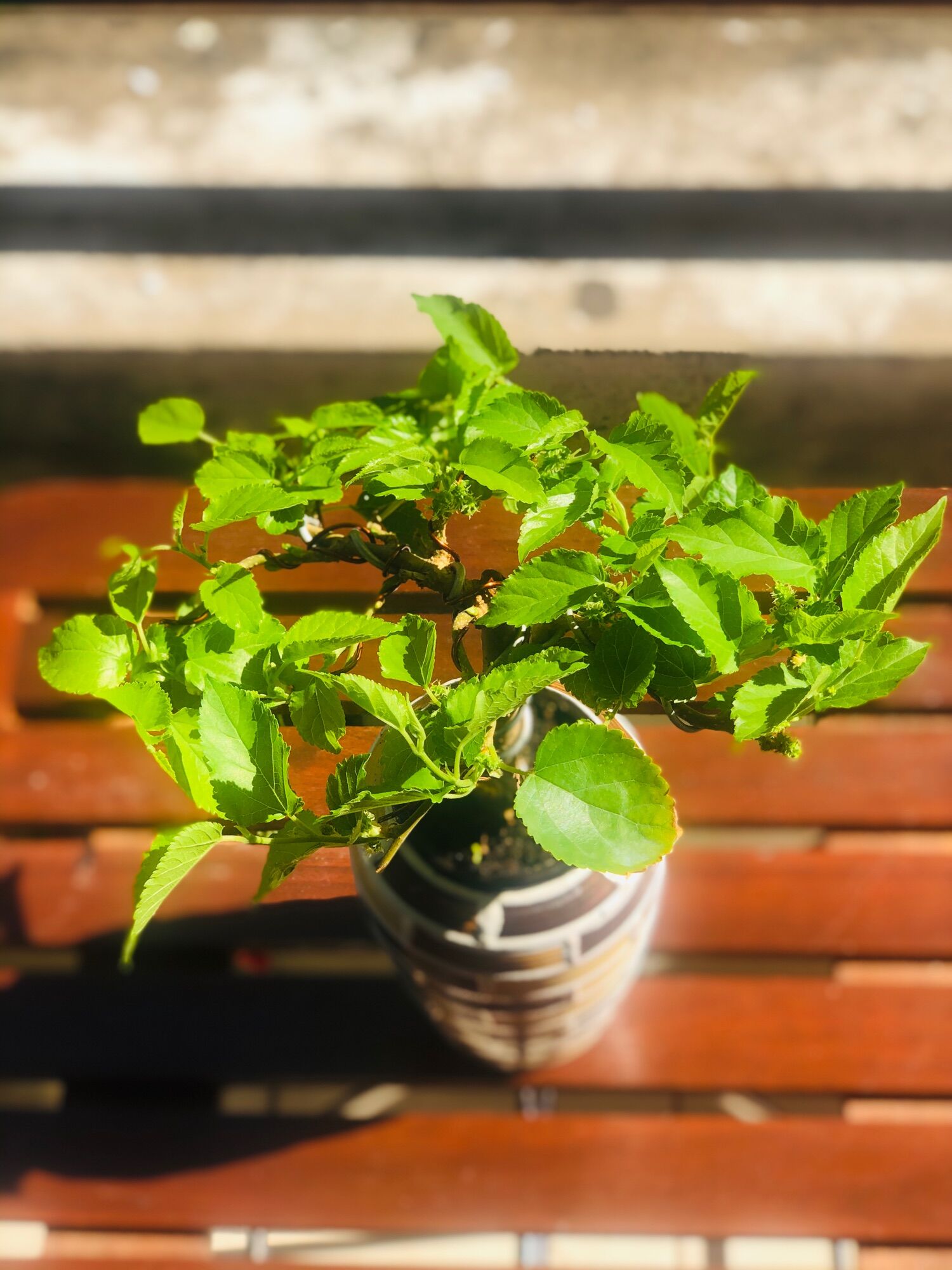 Chậu dâu tằm bonsai