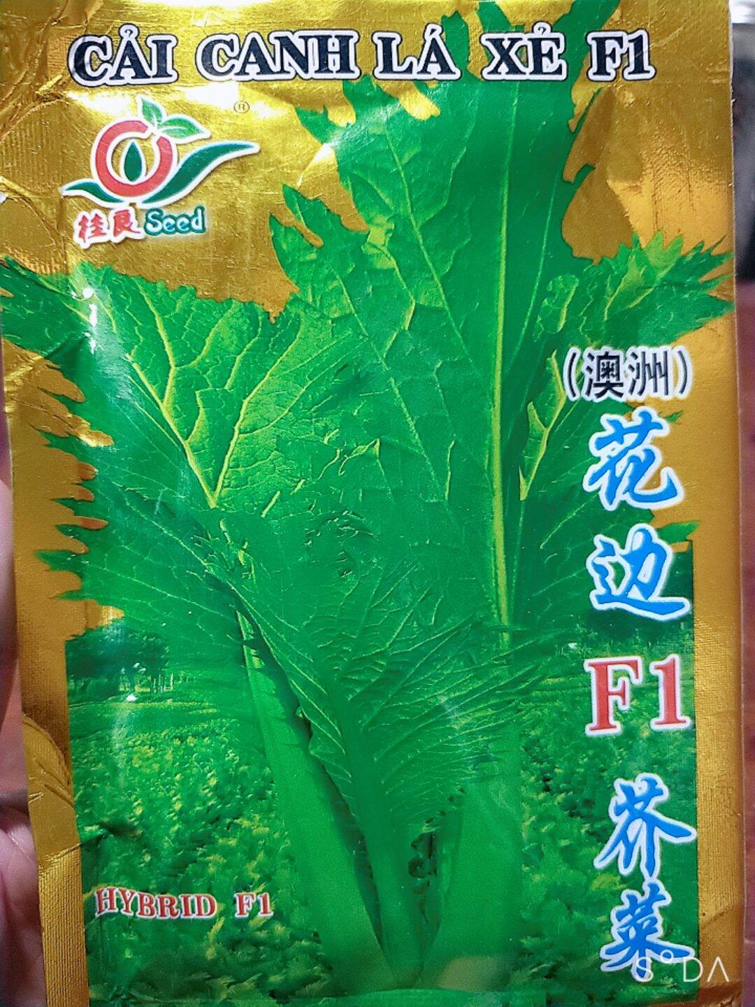 Hạt giống cải canh lá xẻ