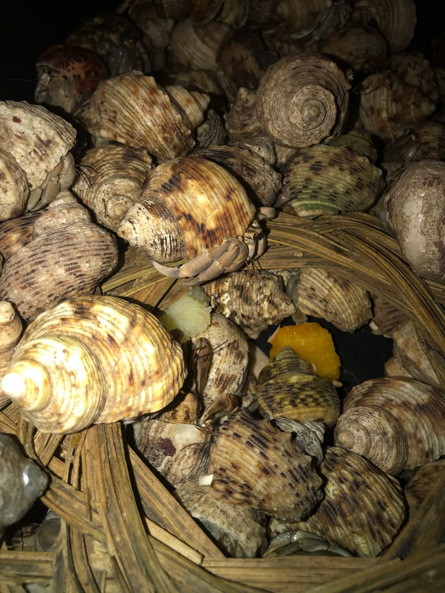 "Mô hình sống" OMH dòng rugos size trung (Trang trí bể cá)