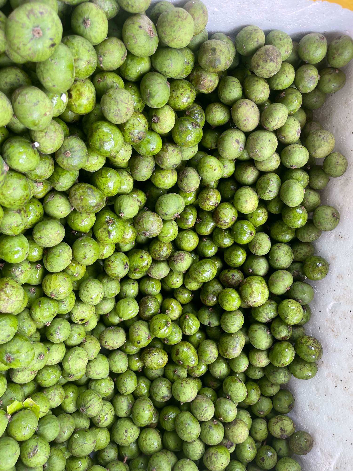 3kg Sấu tươi còn vỏ - chuẩn Hà Nội