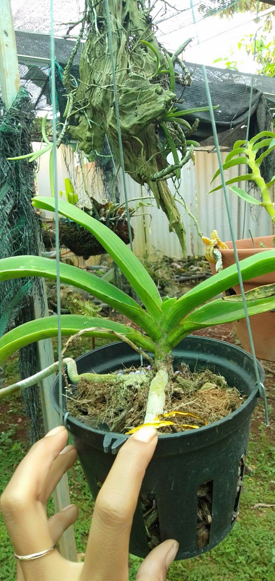 trâu rừng chuẩn  buôn đôn