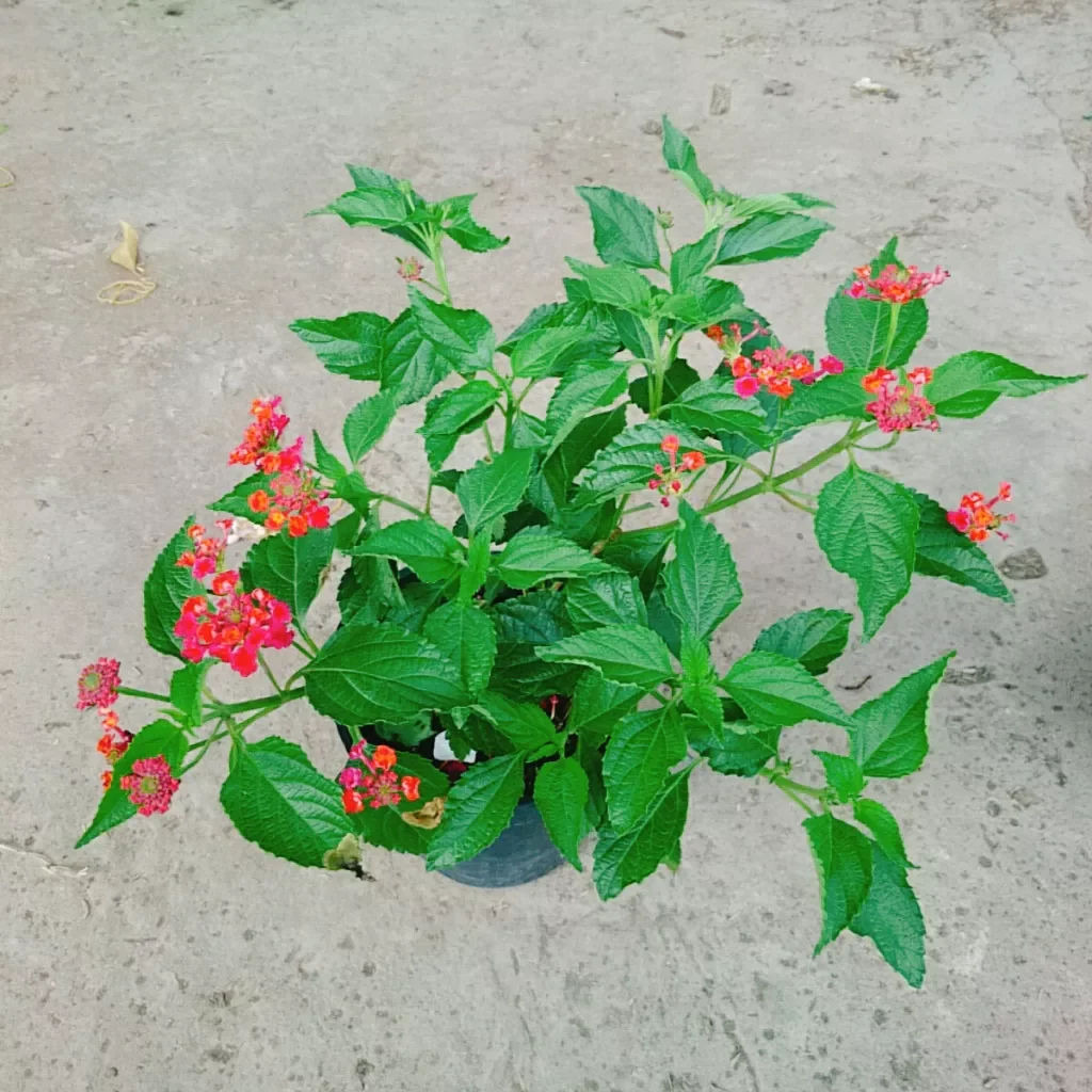 Hoa ngũ sắc đỏ ( hoa trâm ổi đỏ)