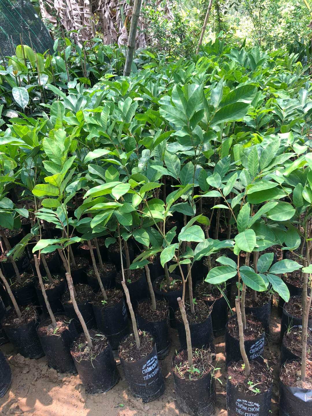 CÂY GIỐNG CHÔM CHÔM TIẾN CƯỜNG, CAO 70-140CM TUỲ LÔ, CHUẨN GIỐNG 100%