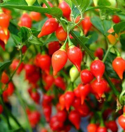 HẠT GIỐNG ỚT MỎ CHIM ( ớt trái tim) HÀNG MỸ GÓI 15 HẠT