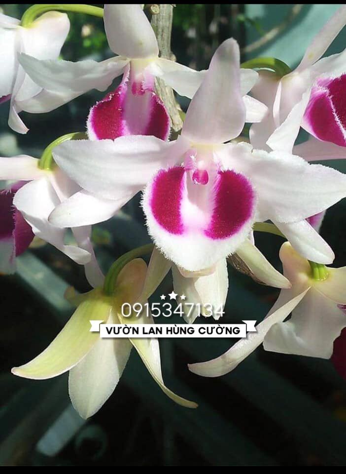 Phi điệp ám cổ văn giang cực đẹp cực rẻ