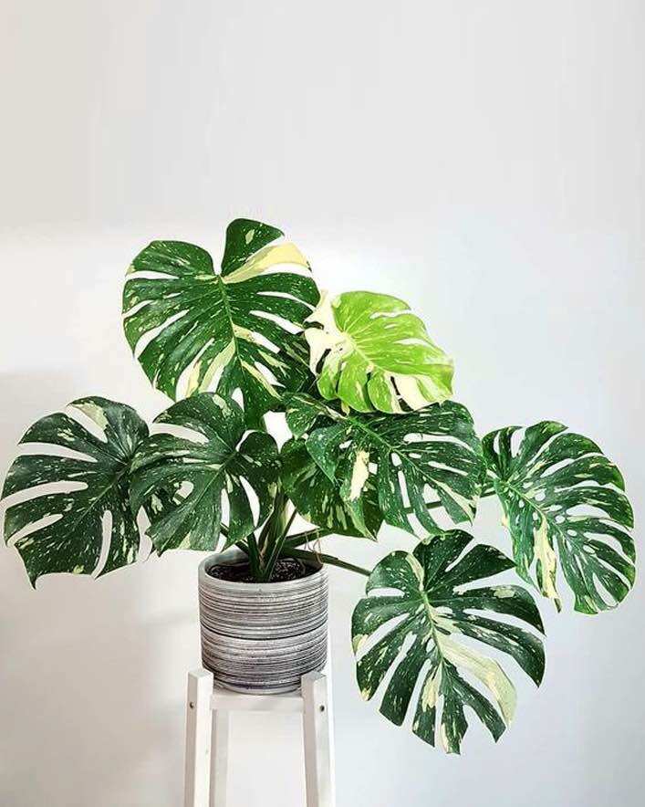 Monstera thaicon var gen chọn, cây hút tài lộc, lọc không khí, cây như ảnh
