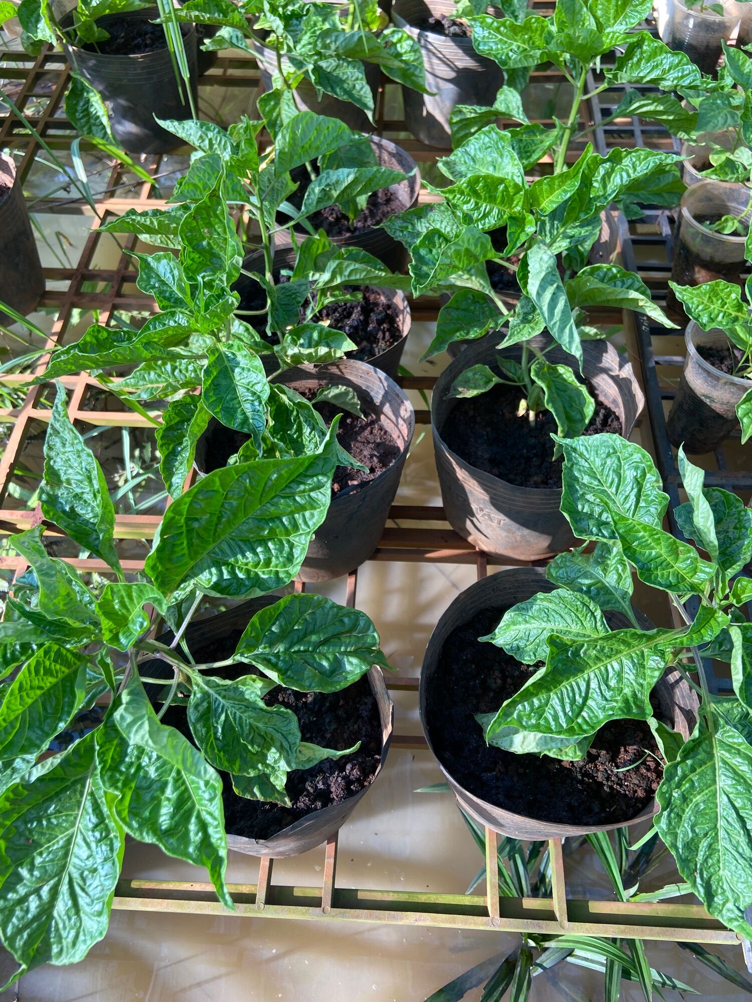 Cây Carolina reaper red, ớt cay nhất thế giới ( cây cao 20-25cm)
