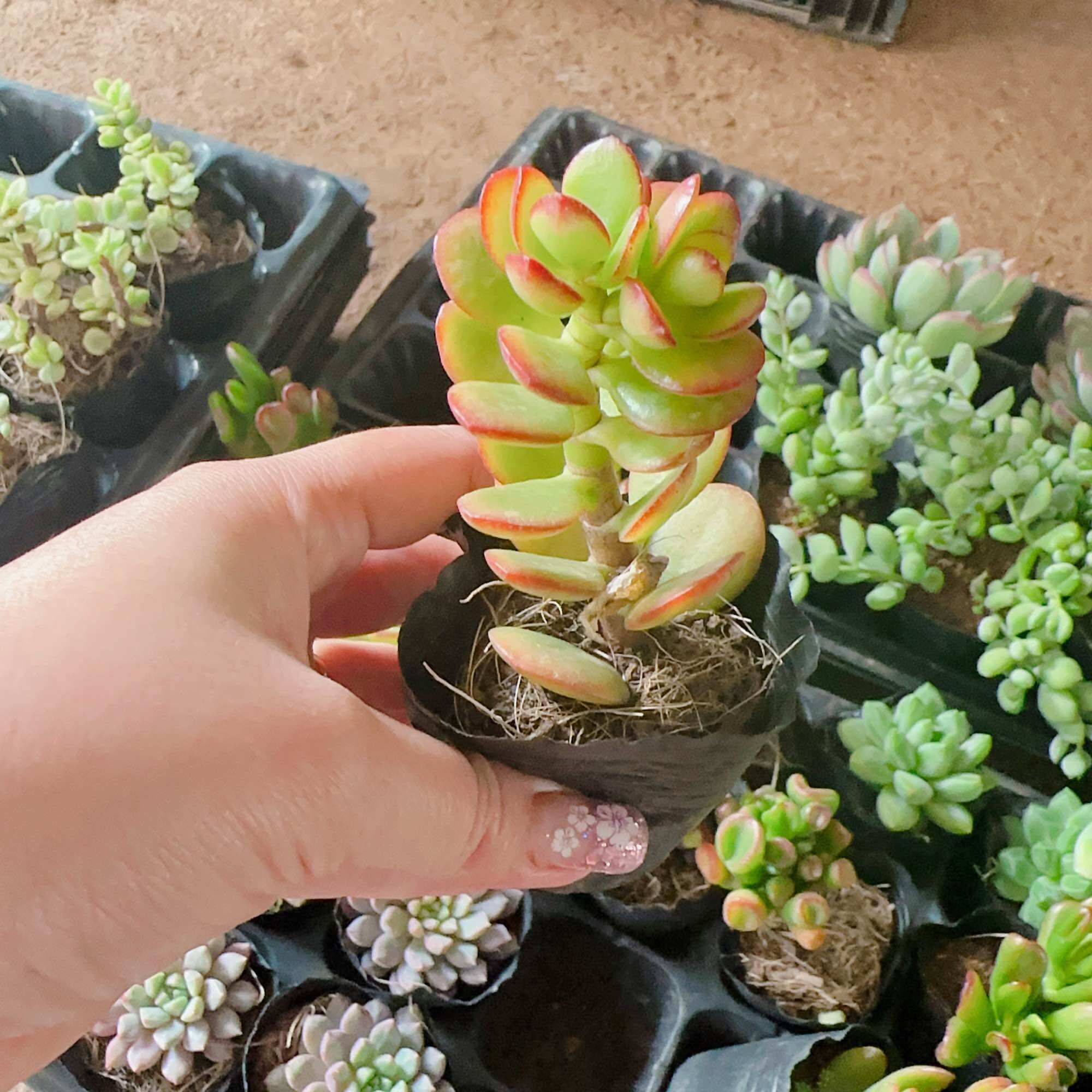 Sen đá thạch bích size bầu 3-5 cm xuất vườn đà Lạt