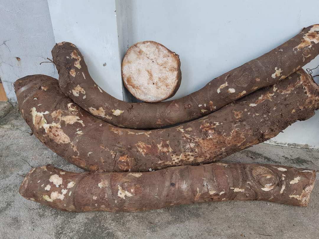 1 củ = 4 kg củ bạc hà núi già lâu năm ở núi cấm an giang.