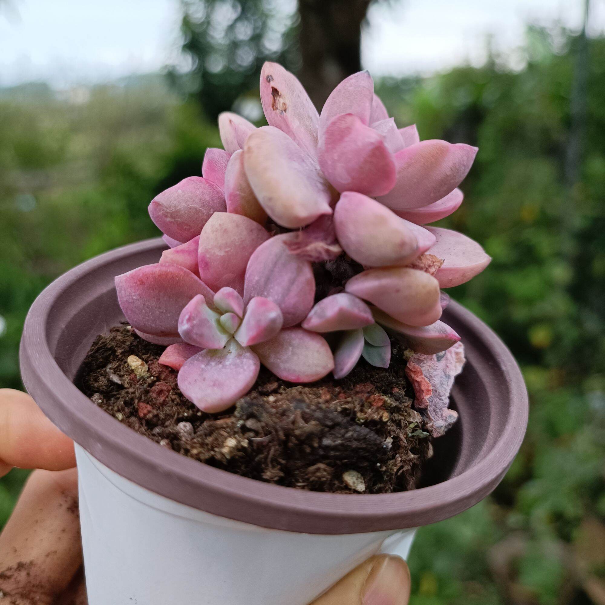 Sale 50%- Sen Đá Hồng Var - Đột Biến 1.
