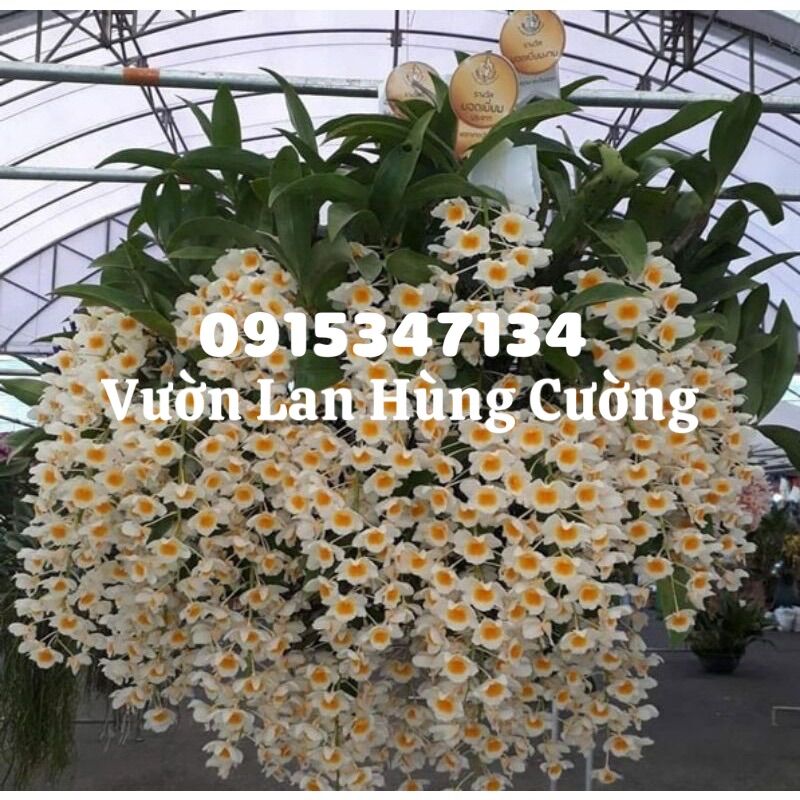 Phân bón trung lượng Super Canxi Nitrat(chuyên dùng cho phong lan, cây cảnh)