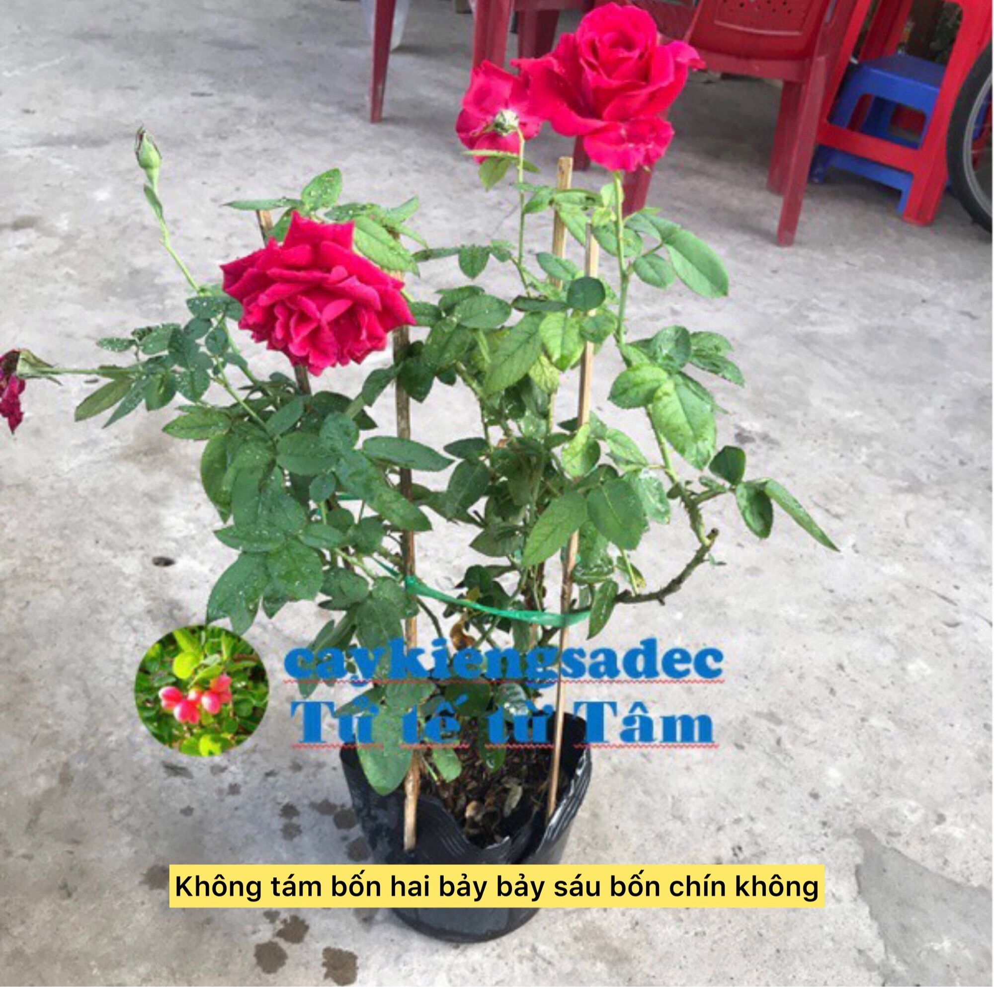 Caykiengsadec hoa Hồng Nhung + tặng phân bón