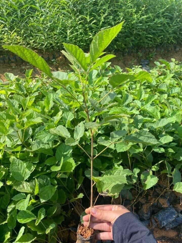 Giống cây phong linh hoa vàng