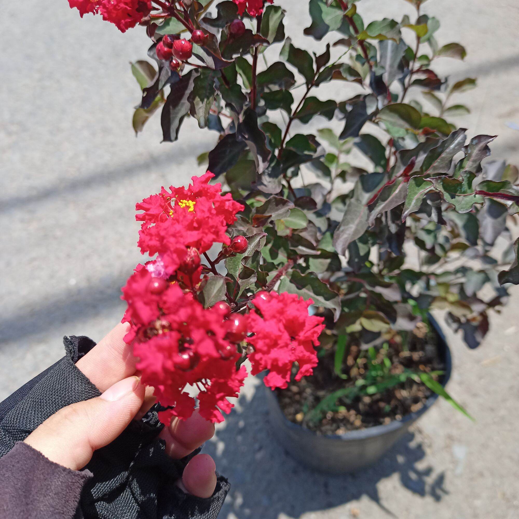 Cây tường vy huyết long cao từ 40cm