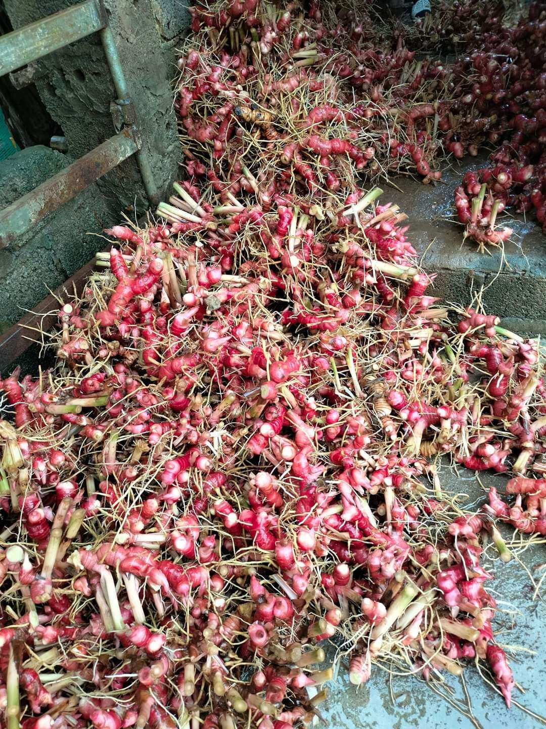 1kg củ riềng đỏ ruột vàng tươi mới