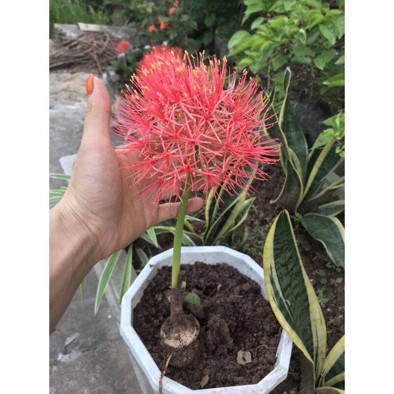 củ hoa Hồng tú cầu