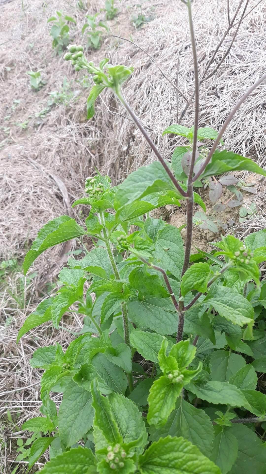 Cây cỏ hôi tím tươi (1kg)