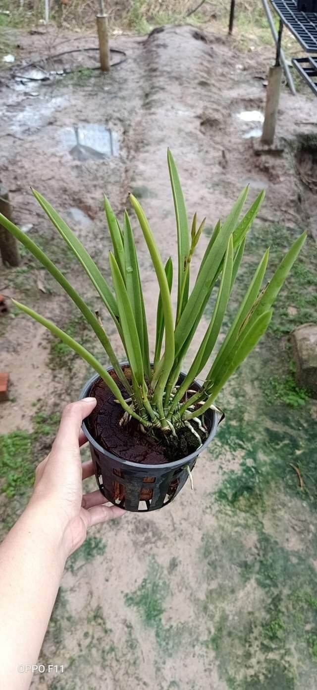 Lan Brass hoa vàng trưởng thành đang nụ