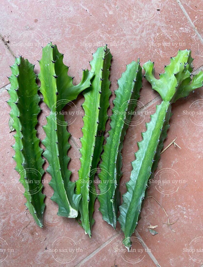 Xương rồng ba cạnh