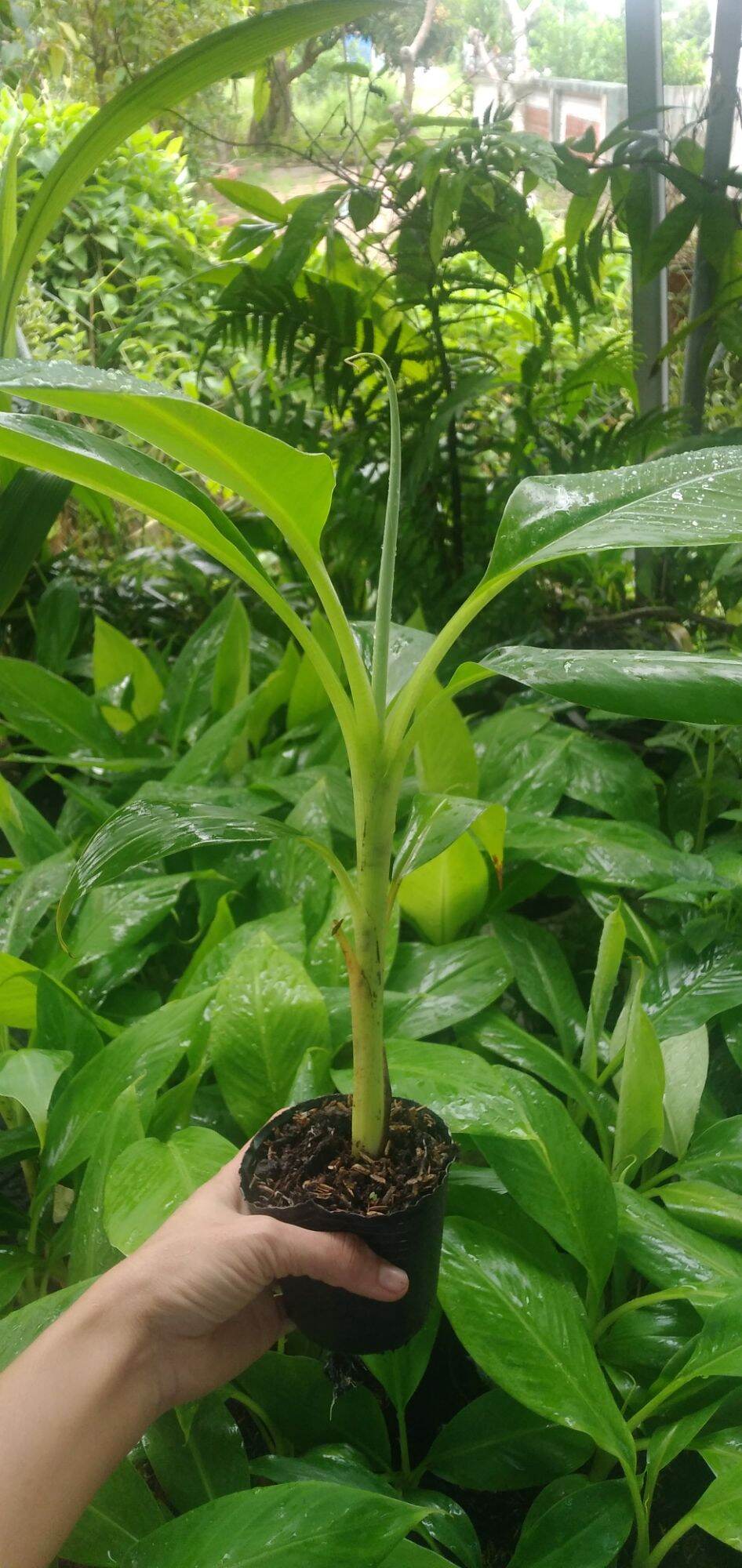 Chuối già Laba