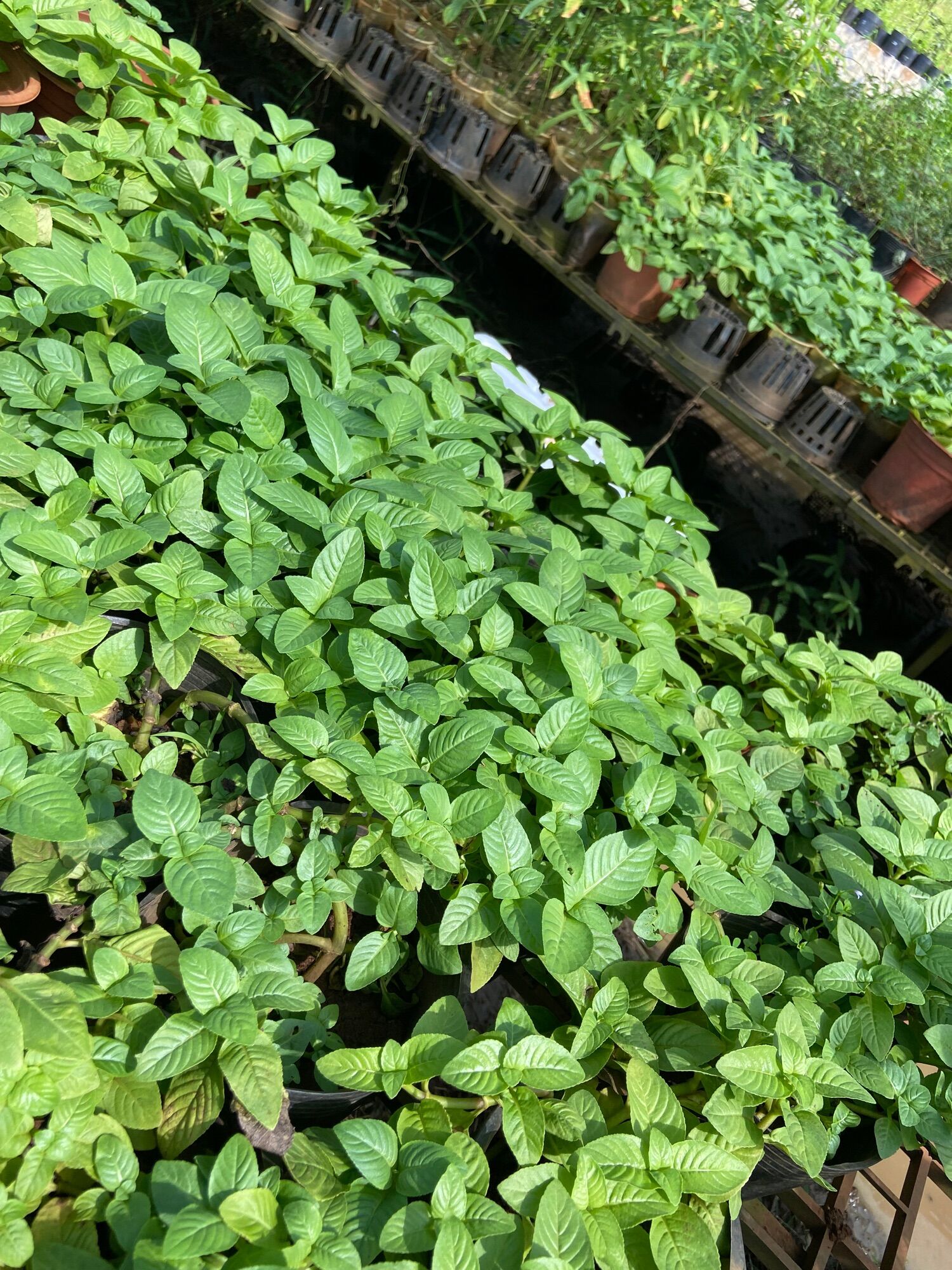 Cây rau xá xị