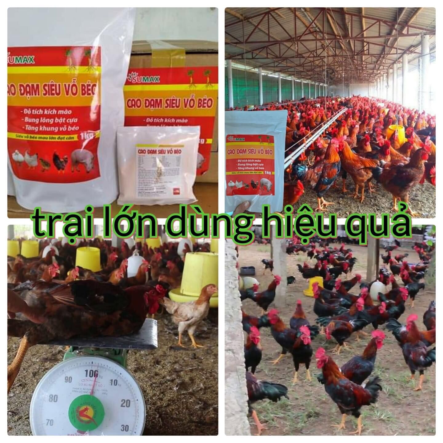 CAO ĐẠM SIÊU VỖ BÉO