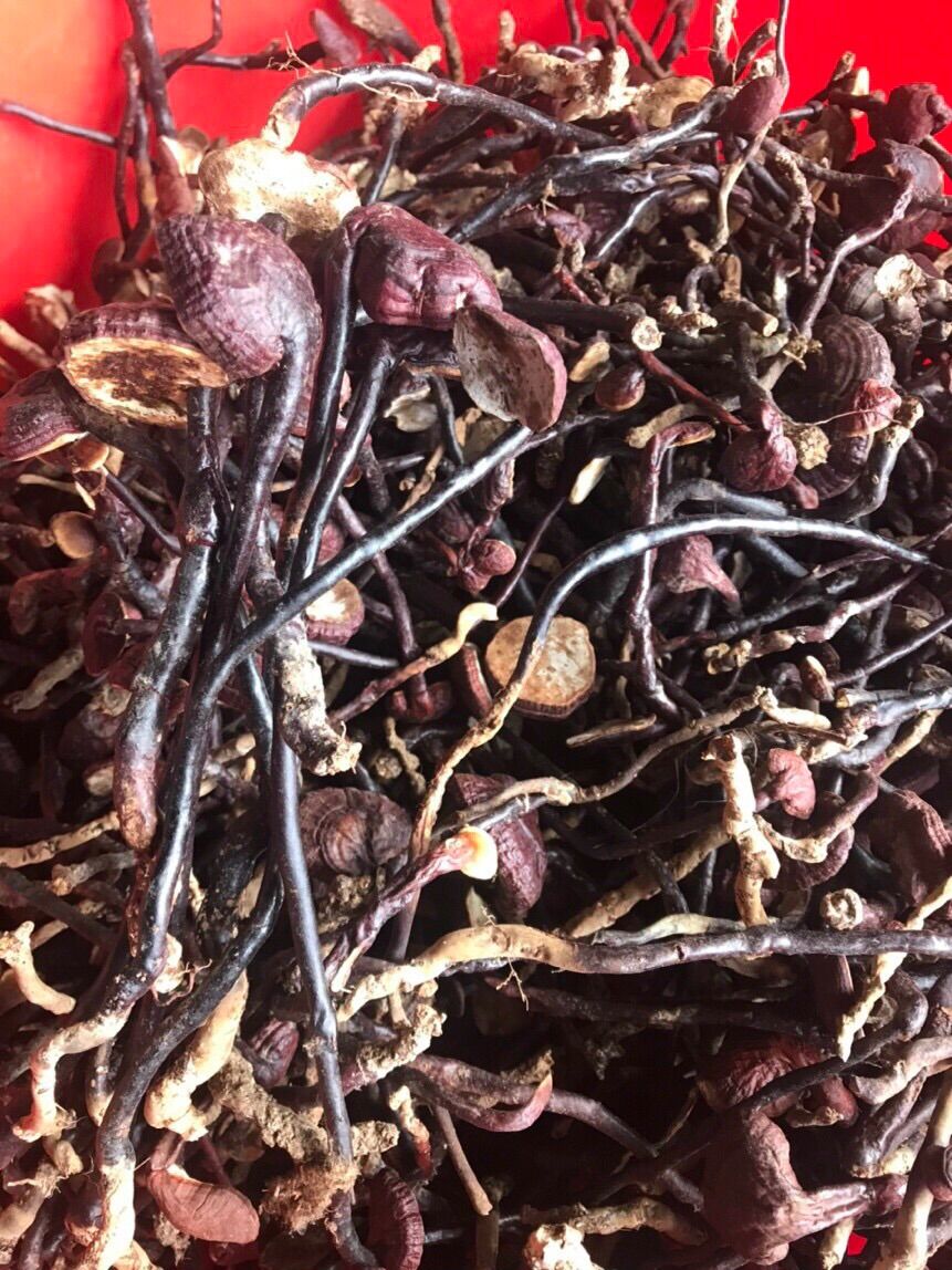 Dược liệu