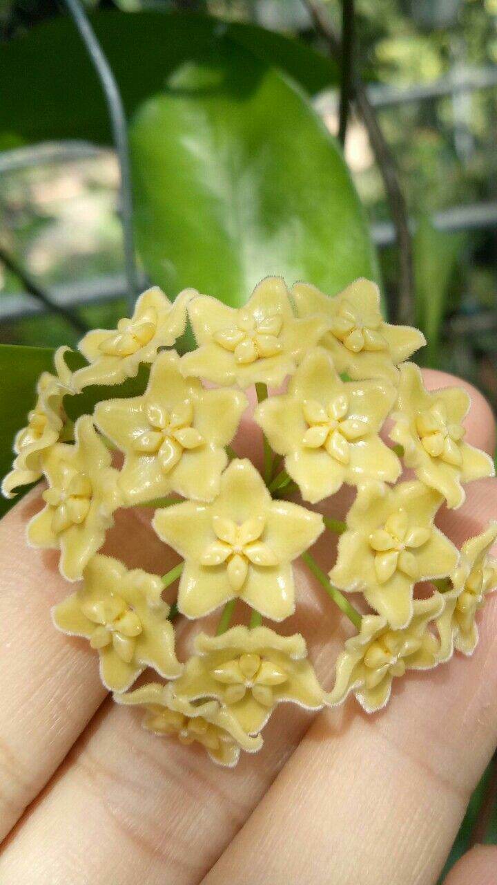 Cẩm cù vàng Montana trưởng thành sắp hoa