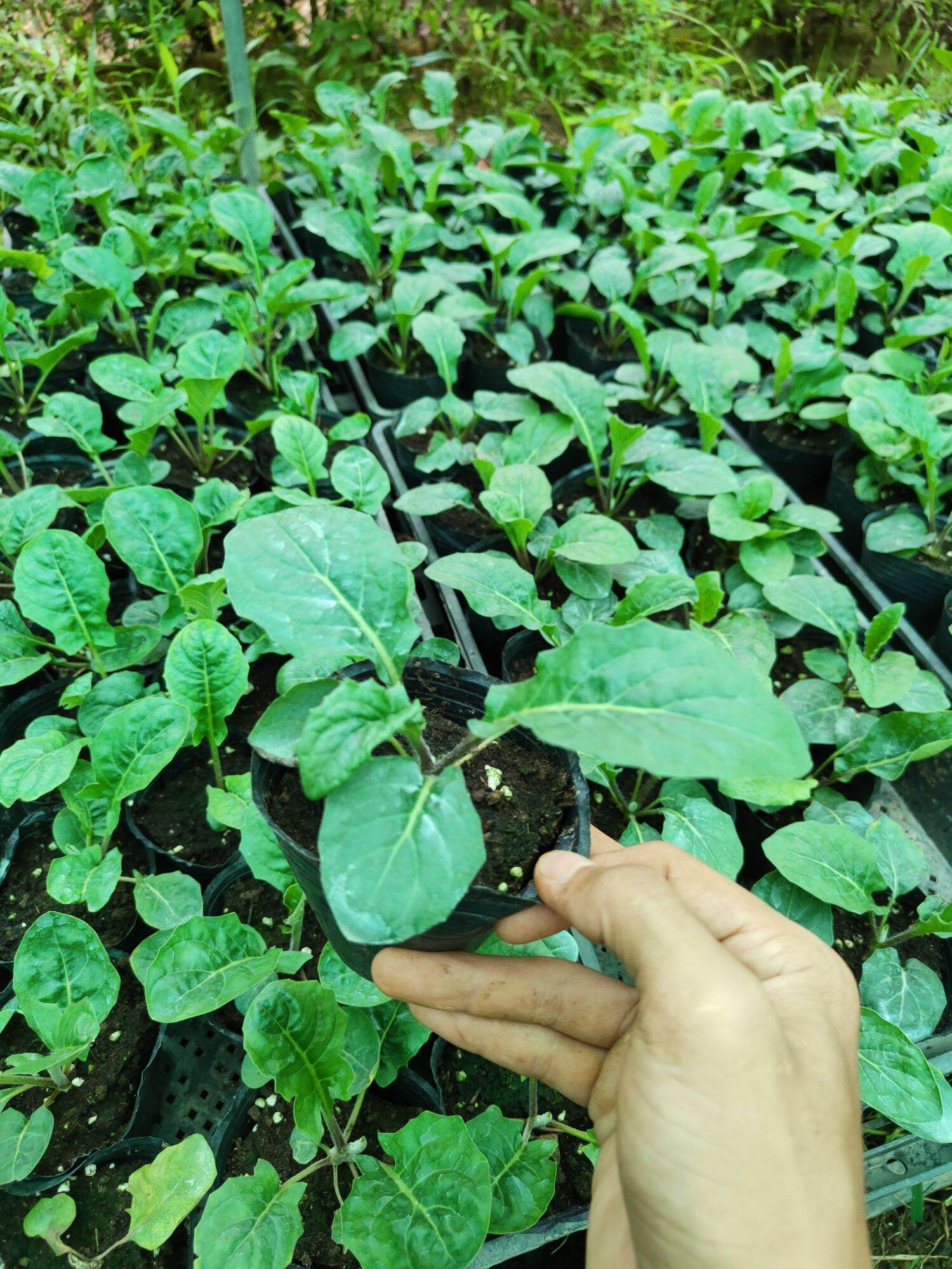 Cây hoa đồng tiền cao nhỡ ( nhiều màu)