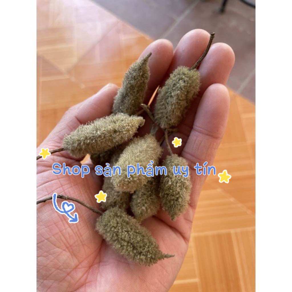 Cây An xoa tím rừng (quả có hạt giống để trồng)
