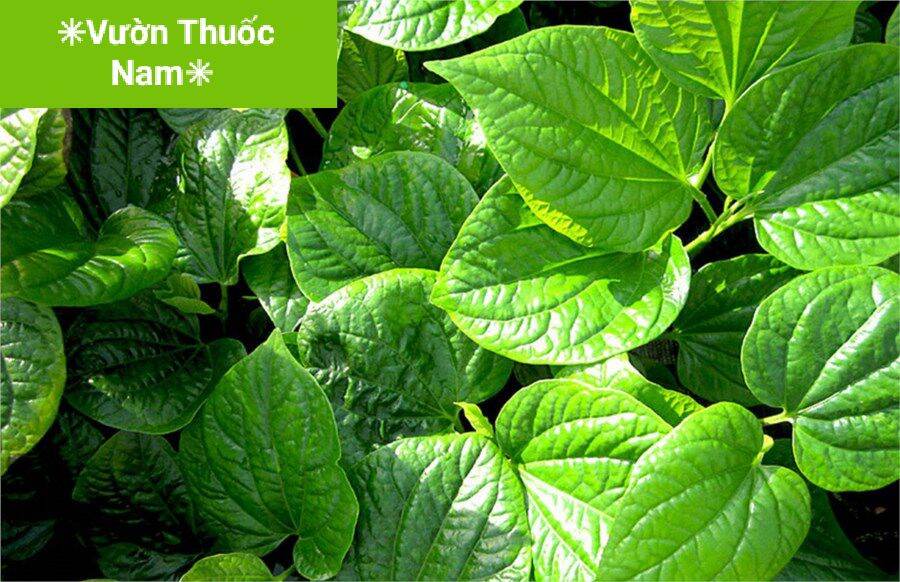 Lá lốt tươi 1kg hái tại vườn nhà 1kg