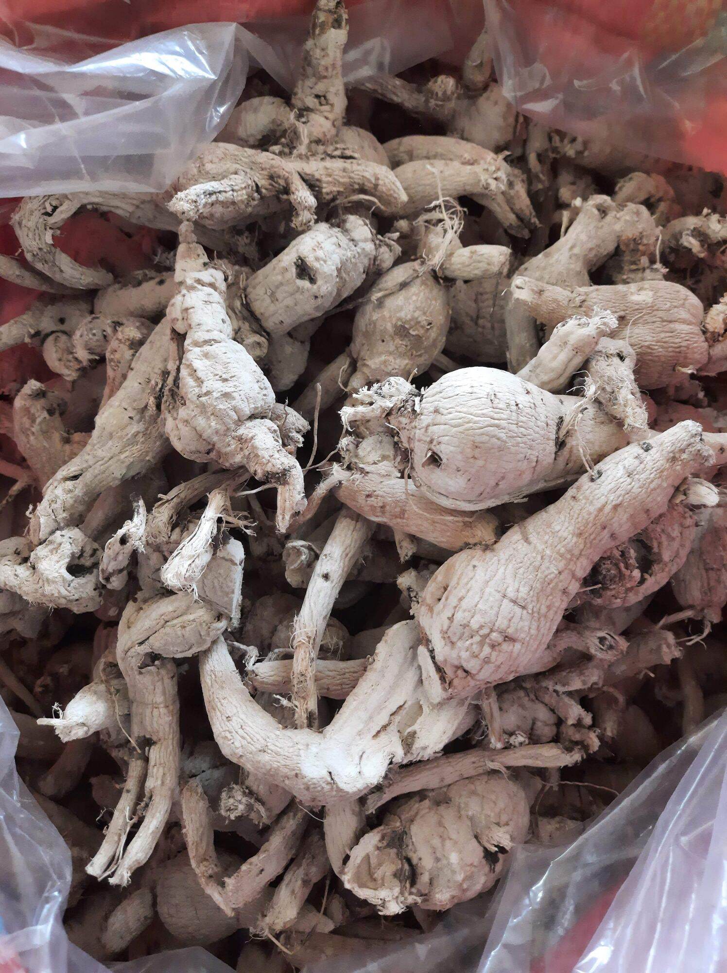 Sâm Bố Chính rừng sấy khô 05-1kg nguonduoclieu thơm ngon, ngủ sâu giấc, hỗ trợ sinh lý.