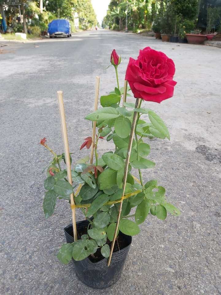 Cây hoa Hồng nhung  hoa siêu to