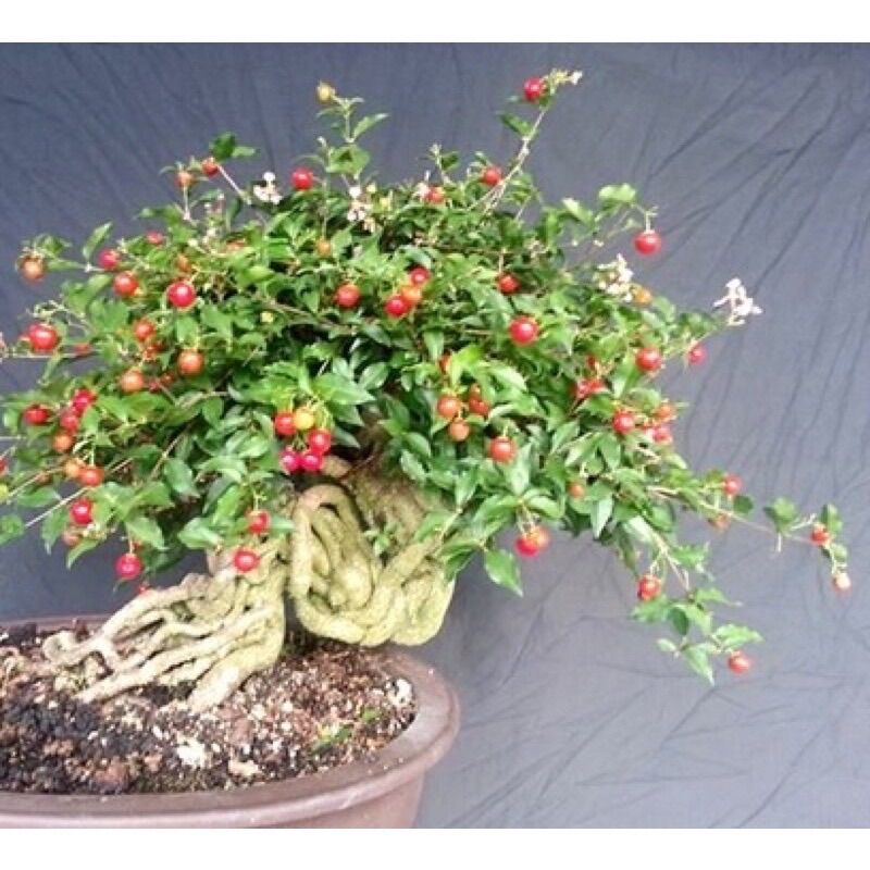 Cây giống hồng ngọc mai