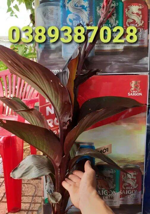Cây dong riềng đỏ,thân đỏ,lá đỏ,hoa đỏ