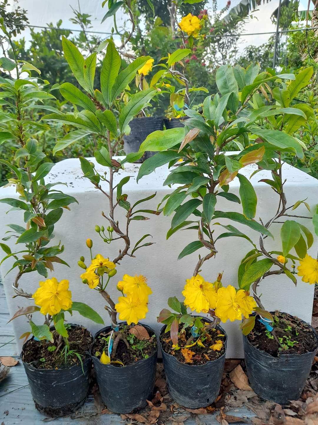 cây mai đại lộc hoa nhiều cánh