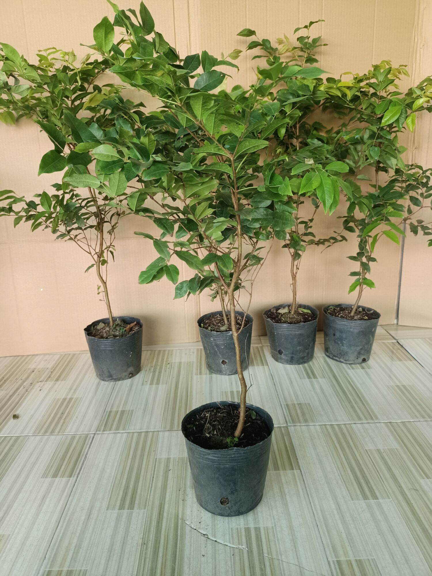 Nho thân gỗ tứ quý lá lớn
