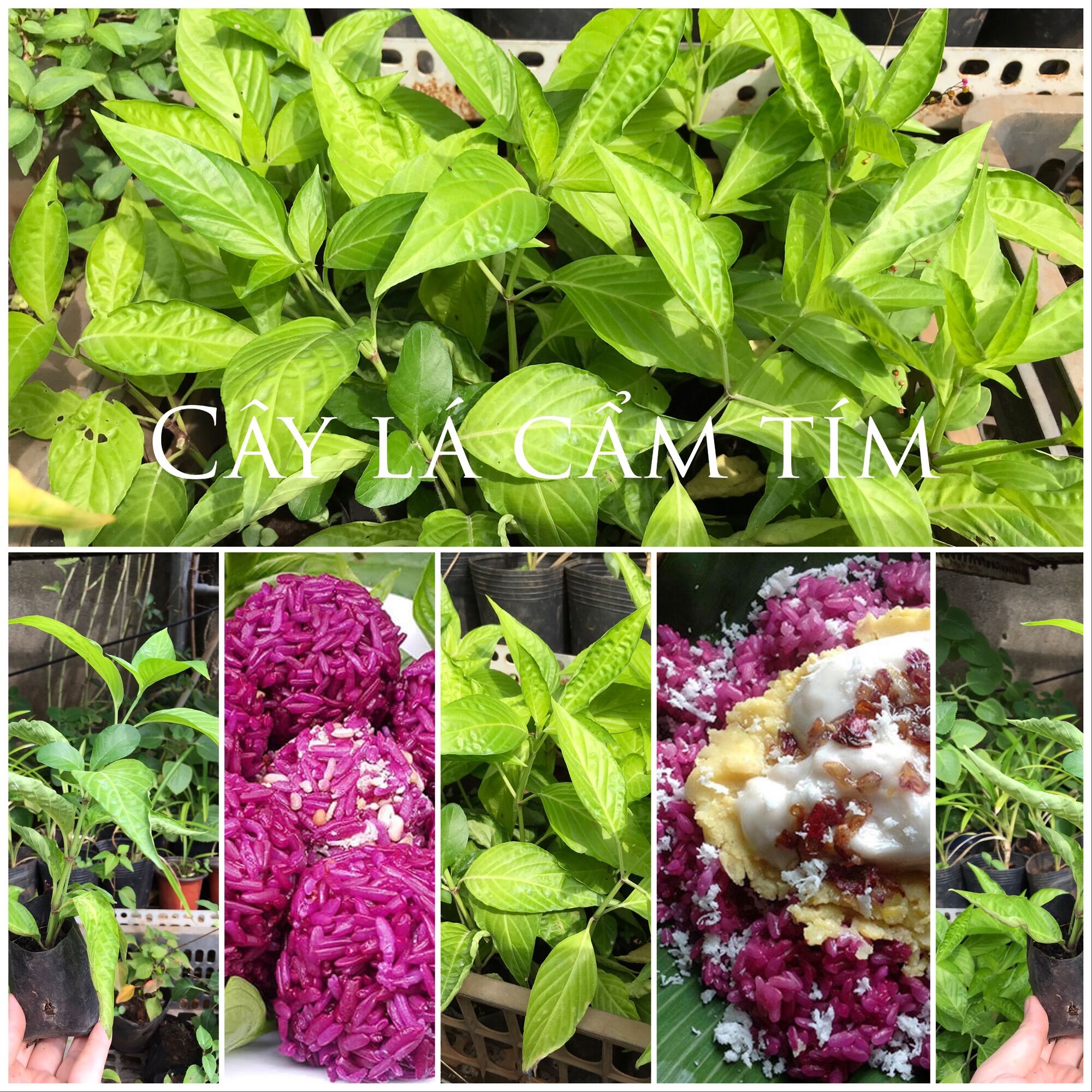 Cây lá cẩm tím giống
