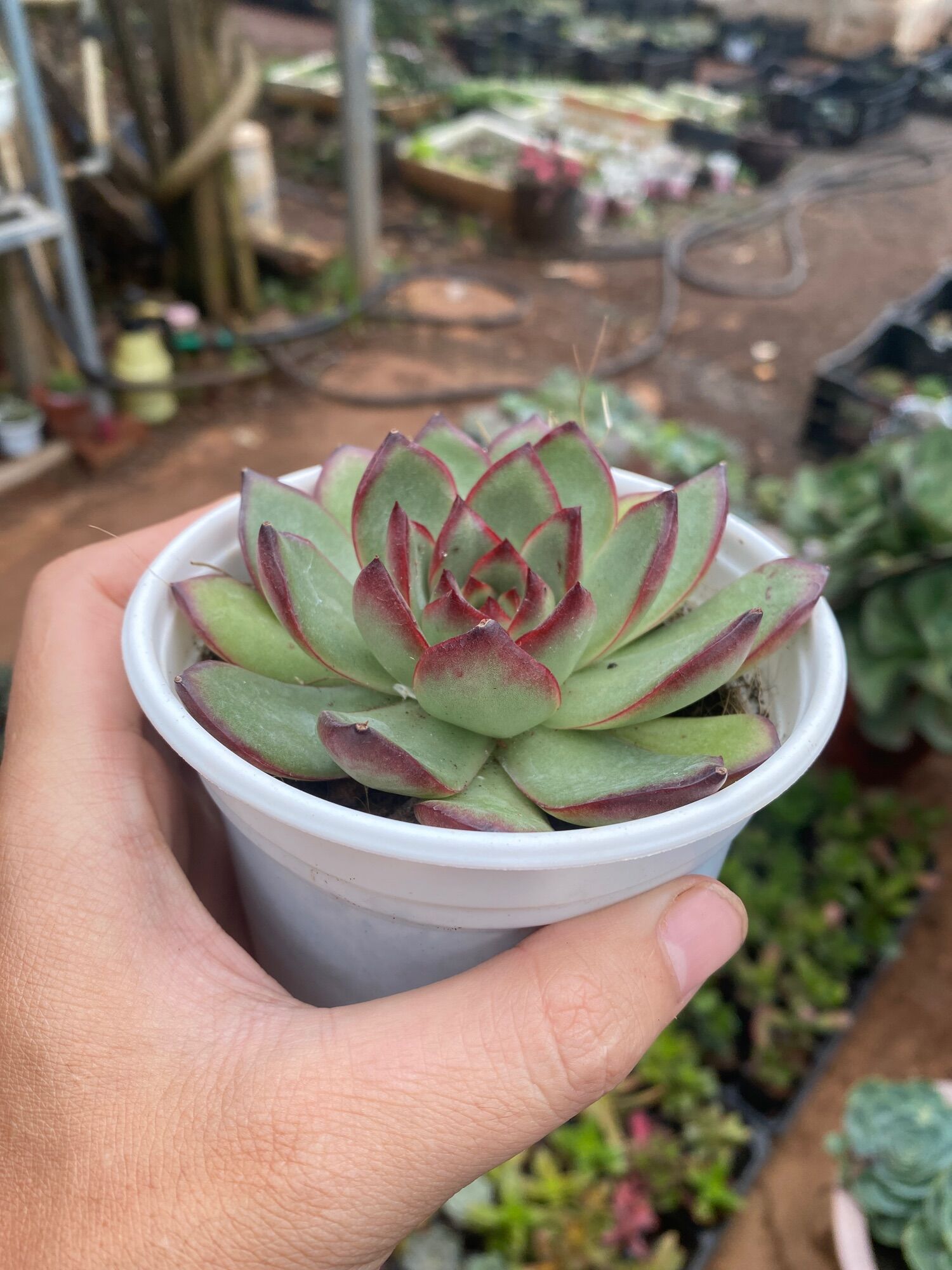 SEN ĐÁ VIỀN ĐỎ 🥰🥰🥰🥰 SIZE 10-12CM 😘XUẤT VƯỜN ĐÀ LẠT 😍 ĐÃ THUẦN KHÍ HẬU 🤑 SỐ LƯỢNG CÓ HẠN 🤫 😘