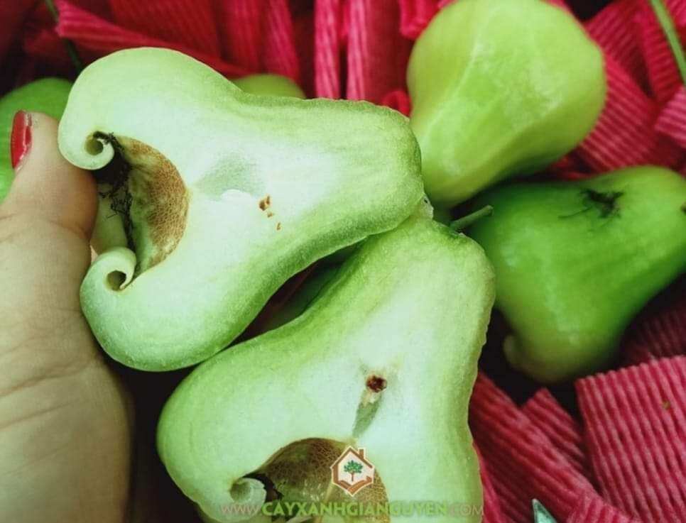 Cây giống mận xanh đường