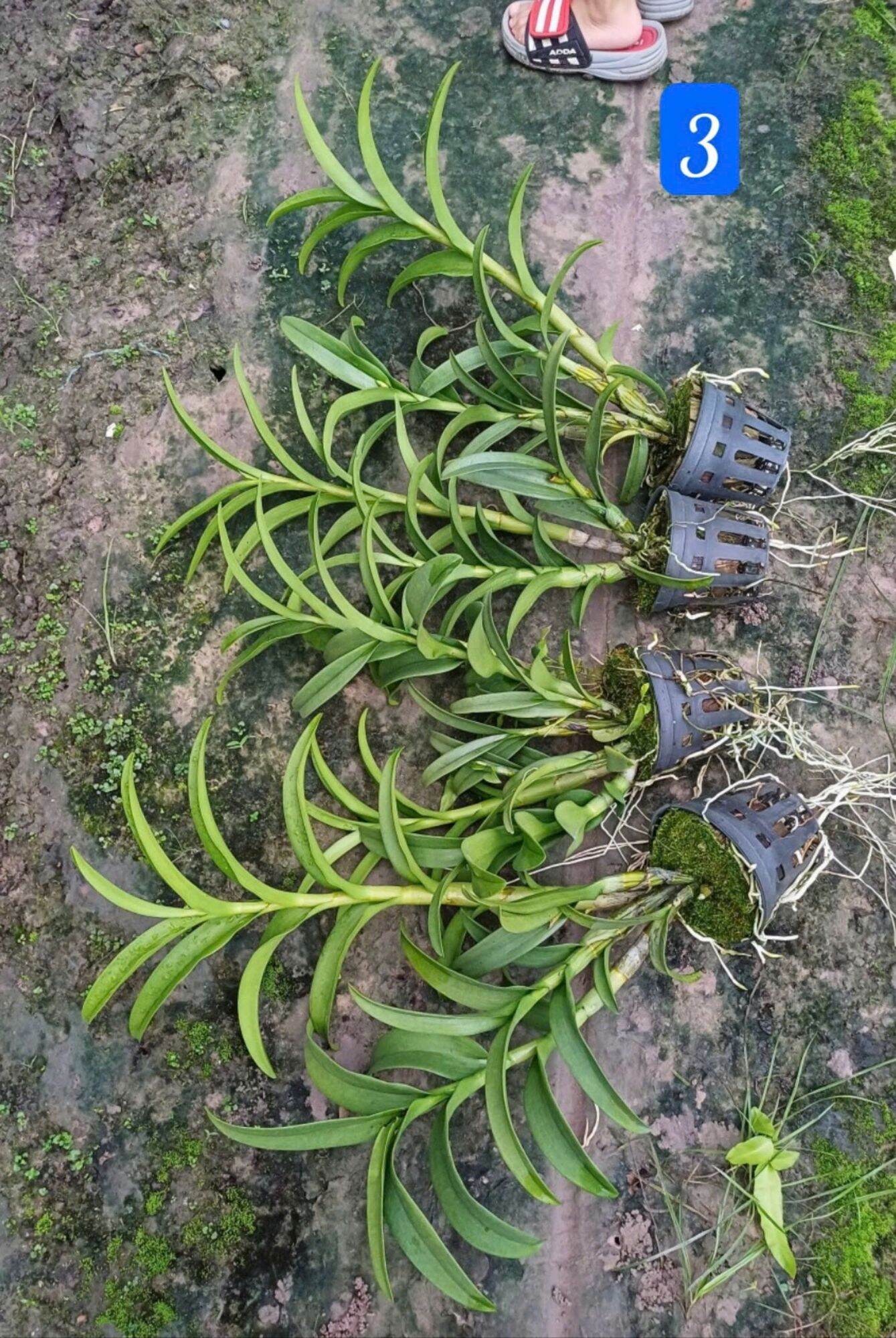 Denro nắng thơm pensoda trưởng thành sắp hoa