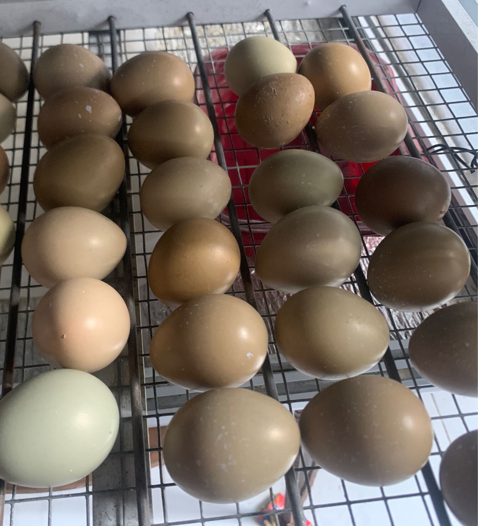 10 trứng chim trĩ ấp