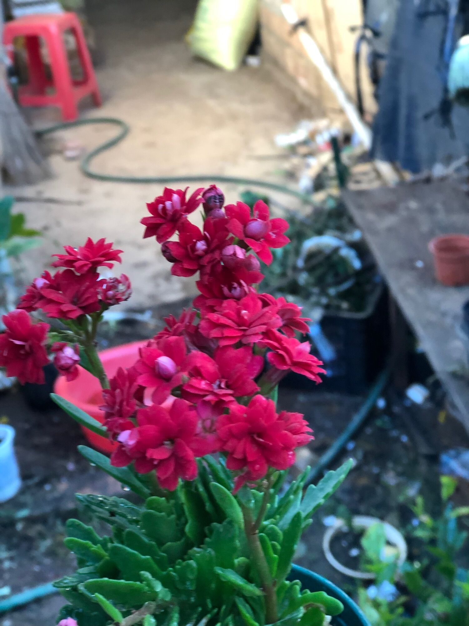 combo Cây giống hoa sống đời kép thái màu ngẫu nhiên