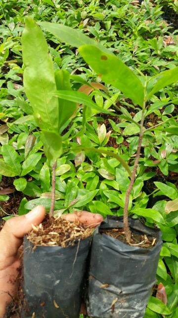 Mai Con Giống Giảo Zin(Mai Giảo Thủ Đức)