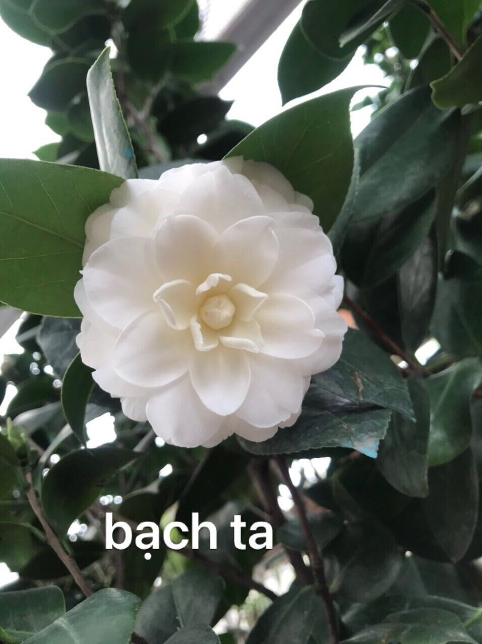 com bo 3 cây hoa trà my 3 màu đỏ hồng trắng