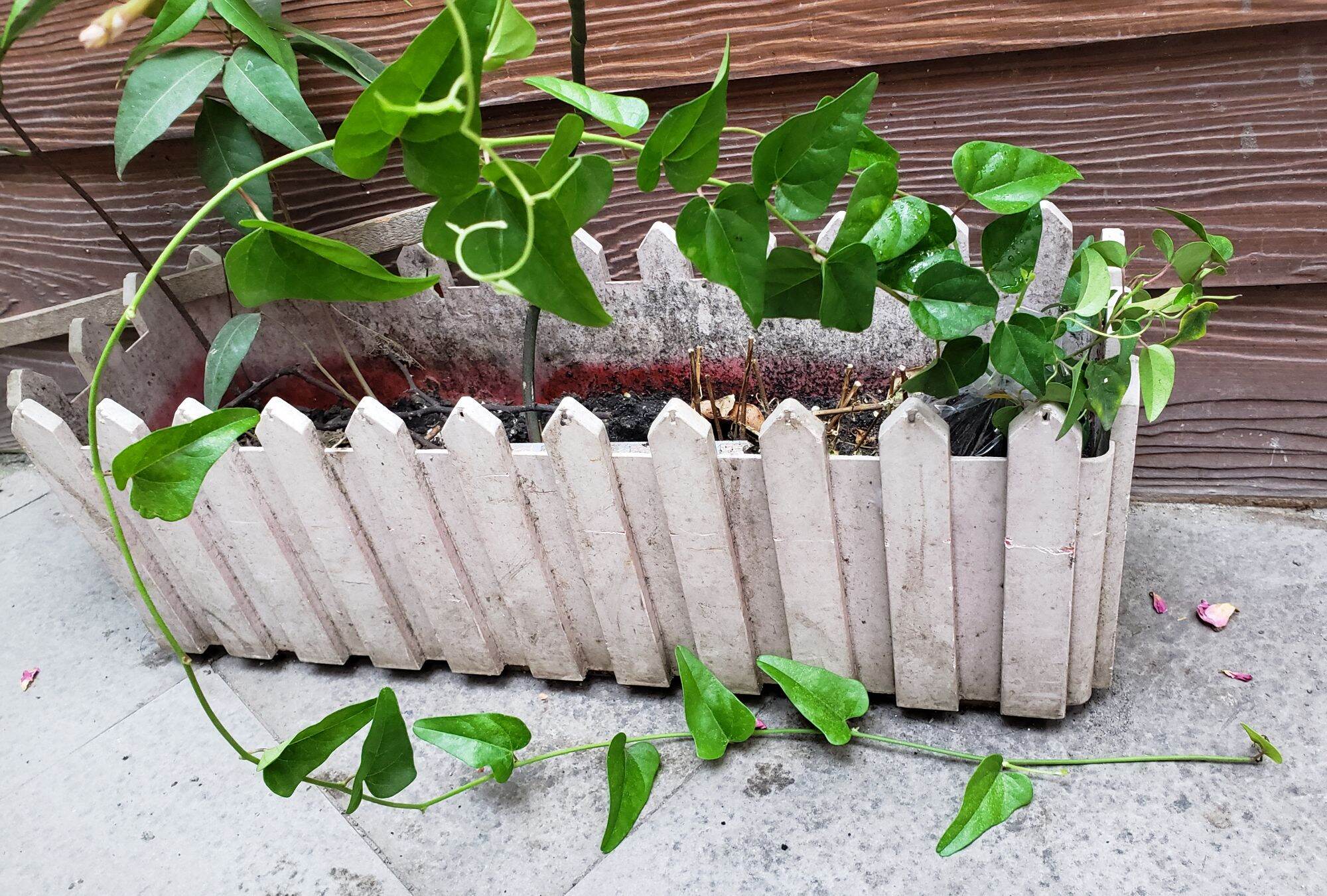 2 cây sâm giống. cây sâm trơn, gieo từ hạt từ 35 cm
