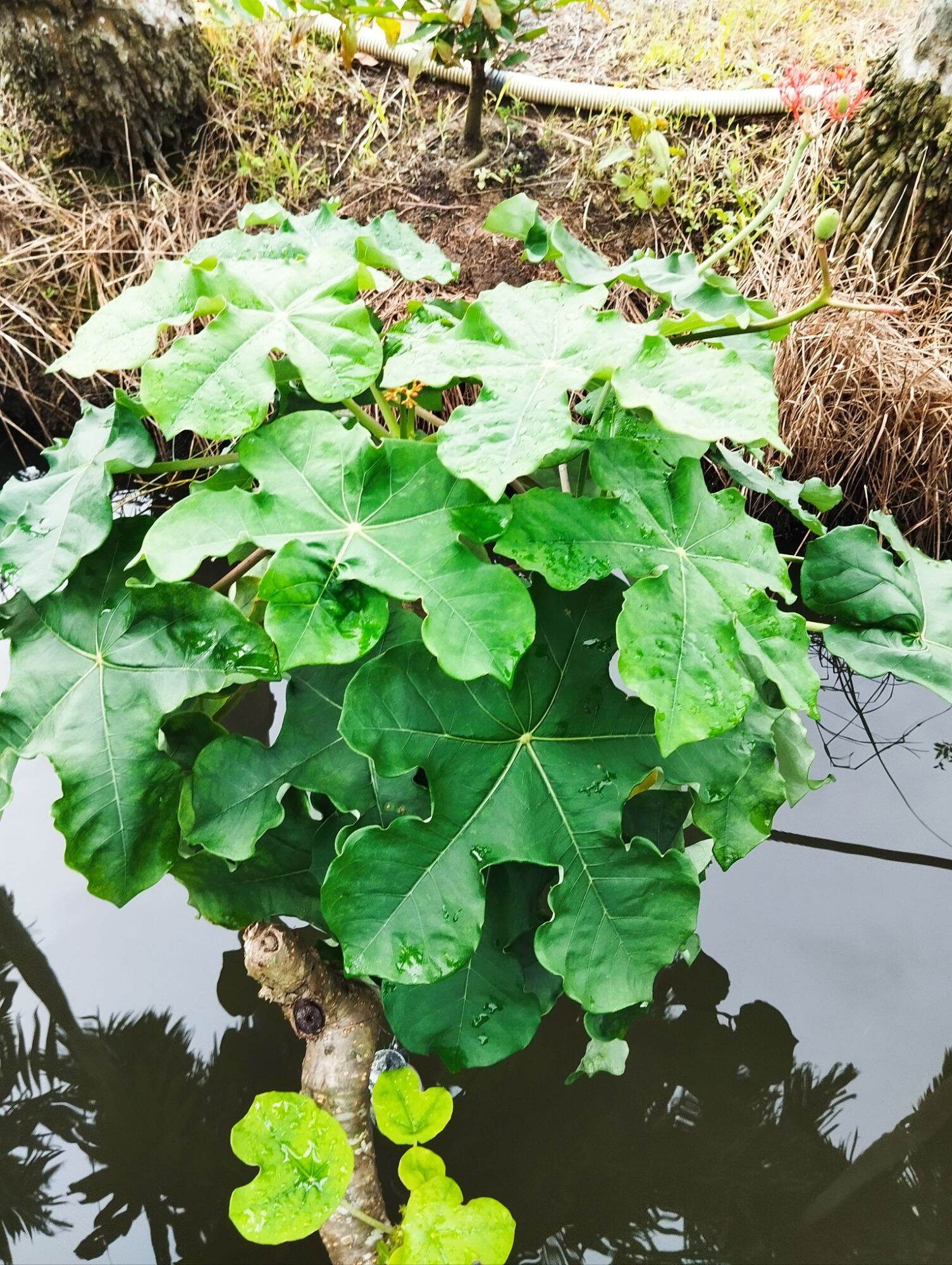 Cây sen lục bình, sen tàu, ngô đồng...trồng làm cảnh, phong thủy, chiêu tài...