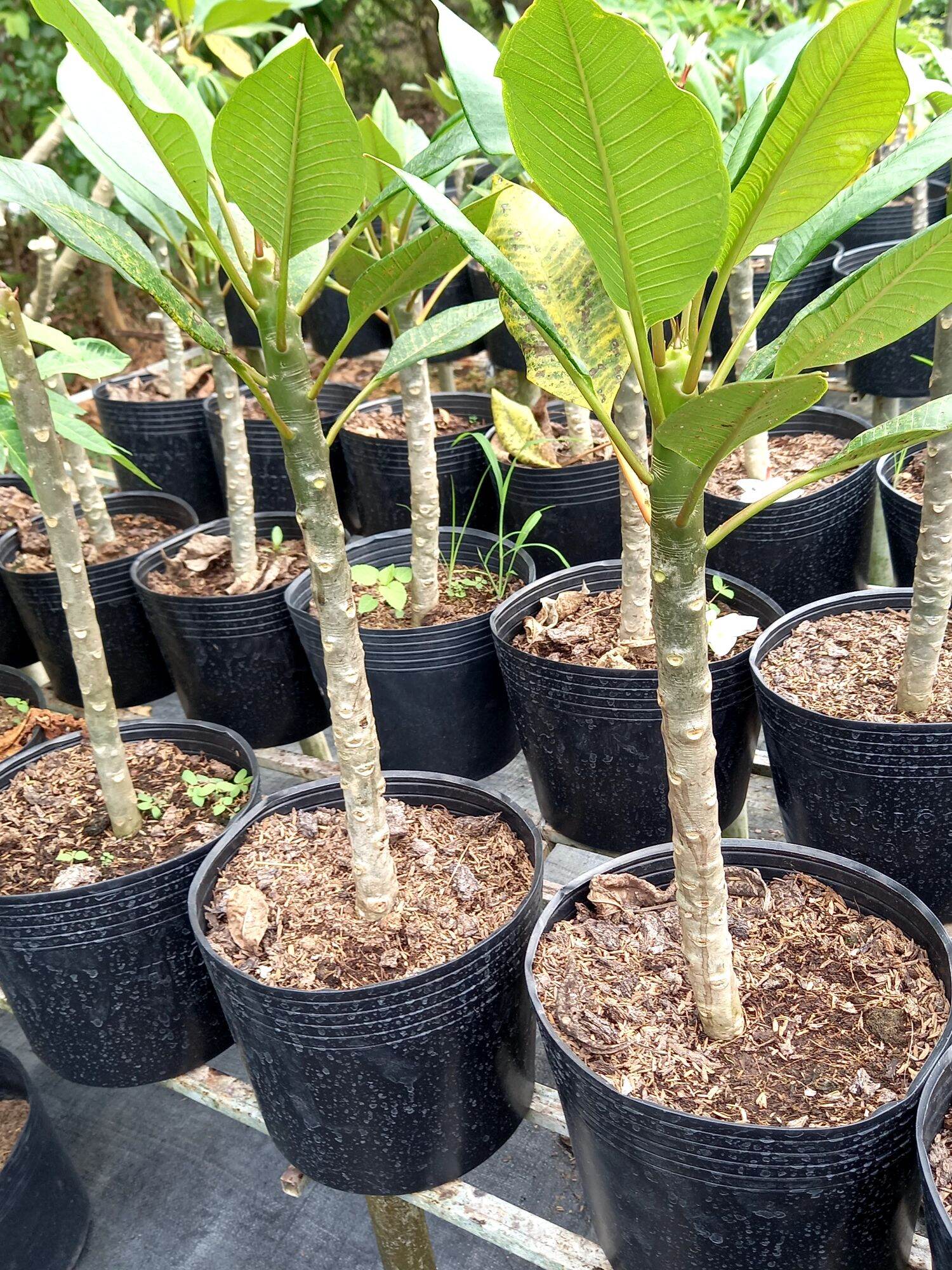 cây sứ đại thái hoa thơm